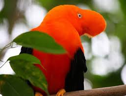 Here the list of 10 most dangerous birds in the world. 15 Beautiful And Rare Birds