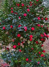 Camellia Japonica Adolphe Audusson Ecosia Em 2020 Arbusto Vermelho Plantio De Arvores Plantas