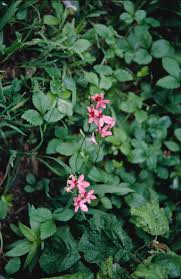 Image result for Freesia laxa