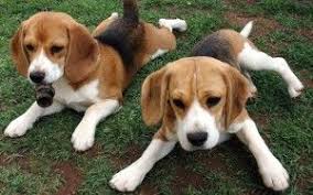 صور جرو Cute Beagles Beagle Puppy Foxhound Puppy