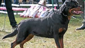 Honden kunnen agressief gedrag vertonen als ze denken dat een van hun familieleden of vrienden in gevaar is. Eigenares Van Rottweiler Die Hondje Doodbeet Toch Verhoord Agressieve Hond Liep Los Door Straat Omroep Brabant
