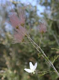 Image result for Clematis uhehensis