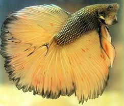 Common Betta Fish Diseases Betta Fish Betta Beautiful Fish