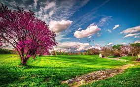 Spring Windows 10 Theme Themepack Me Background spring flowers flower nature bloom petal summer green color high definition pictures plant fresh flora white blossom high definition. spring windows 10 theme themepack me