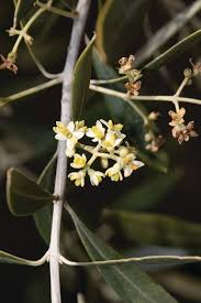 Image result for Olea capensis