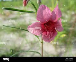 Image result for Sesamum alatum