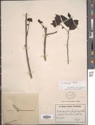 Image result for Monodora grandidieri