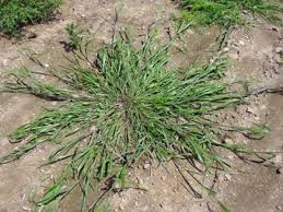 Image result for Panicum funaense
