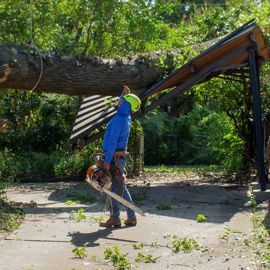 Tree Cutting Services