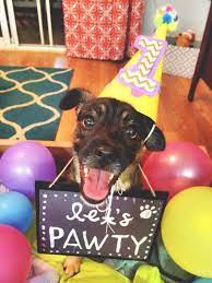 Moka S First Birthday First Birthday Dog Birthday Hat Diy Lets Pawty Tap The Pin For The Most Adorabl Dog Birthday Dog Birthday Party Puppy Birthday Parties
