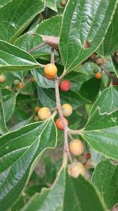 Image result for Celtis sinensis