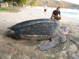 Tortue la plus grande du monde. Carbonemys Cofrinii Une Nouvelle Tortue Geante Fossilisee En Colombie