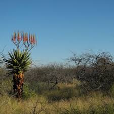 Image result for Aloe littoralis