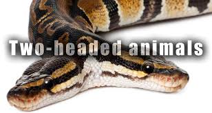 نتیجه جستجوی لغت [headed] در گوگل