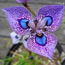 Pin On Nature Wallpaper