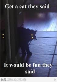 It Would Be Fun They Said Scary Cat Funny Pictures Cute Funny Animals