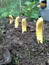 How To Grow Banana Plants Indoors And Outdoor Gowritter Banana Plants Plants Grow Banana Tree
