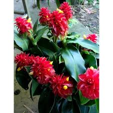 Image result for Costus subbiflorus