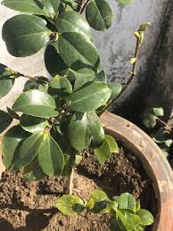 Why Does This Camellia Have More Leaf Buds And No Flower Buds At All Please Help Me Get More Flowers Gardening Garden Diy Flower Bud Horticulture Succulents