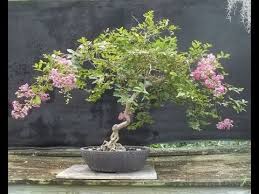 The Most Awesome Crepe Myrtle Bonsai Trees Youtube