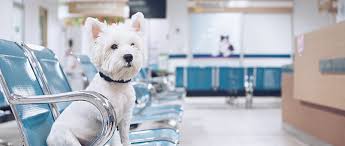 Data-Driven Pet Solutions: The Importance of Preventive Care | Today's  Veterinary Practice