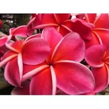 Plumeria Gina Plumeria Backyard Landscaping Designs Frangipani