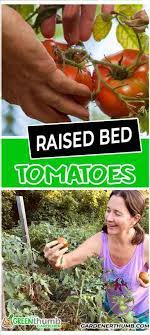Check spelling or type a new query. How Many Tomato Plants In A 4 4 Raised Bed Vegetable Garden For Beginners Types Of Tomatoes Gardening For Beginners