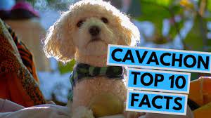 Cavachon Top 10 Interesting Facts Youtube
