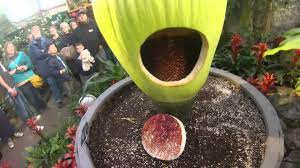 Pin On What A Plant Knows