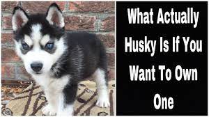 From this age up to eight months, the animal should have three meals a day. Siberian Husky Taking Care Of New Husky Puppy Youtube