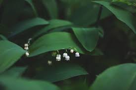 Bouquet de muguet gratuit avec text : 1er Mai Fete Du Travail Et Du Muguet