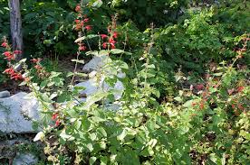 Image result for Salvia coccinea