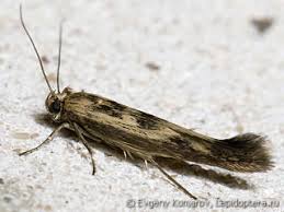 Image result for Scythris crypta