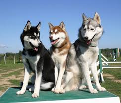 Maybe you would like to learn more about one of these? The Siberian Husky Energetic Kind And Eager To Please