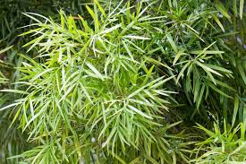 Image result for Afrocarpus