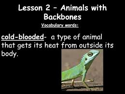 What is one has backbone, one does not. Lesson 2 Animals With Backbones Ppt Video Online Download