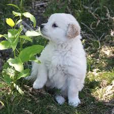 Puppies are limited akc registration, which means they are adpoted as beloved pets and not for breeding purposes. Golden Retriever Puppies For Sale In Western Montana