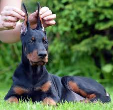 Akc top european dobermans has puppies for sale on akc puppyfinder. Kusa Registered Doberman Puppies For Sale Online Shopping