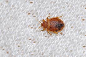 You can get rid of them with minimal effort. Bed Bugs Healthdirect