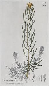 Image result for Lycopodiella sarcocaulon