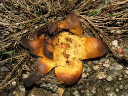 Image result for Scleroderma polyrhizon