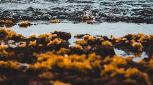 Ten Shocking Facts You Didn T Know About Sargassum In The Caribbean Loop News