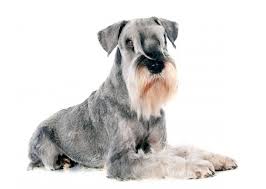 We did not find results for: Get To Know The Vigilant Standard Schnauzer K9 Web