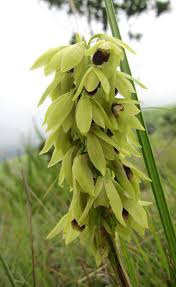 Image result for Eulophia hians