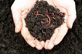 Maybe you would like to learn more about one of these? Is There Too Much Moisture In Your Worm Bin