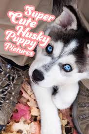 First one is mamoru, second one is hanako and third one is byakko. Pictures Of Huskies An Amazing Gallery Of Siberian And Alaskan Dogs And Pups