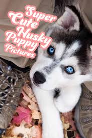 Maybe you would like to learn more about one of these? Pictures Of Huskies An Amazing Gallery Of Siberian And Alaskan Dogs And Pups