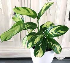 Check spelling or type a new query. Ctenanthe Lubbersiana Golden Mosaic Indoor Plants