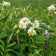 Image result for Solanum tettense