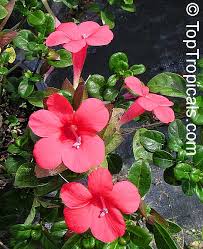 Image result for Barleria